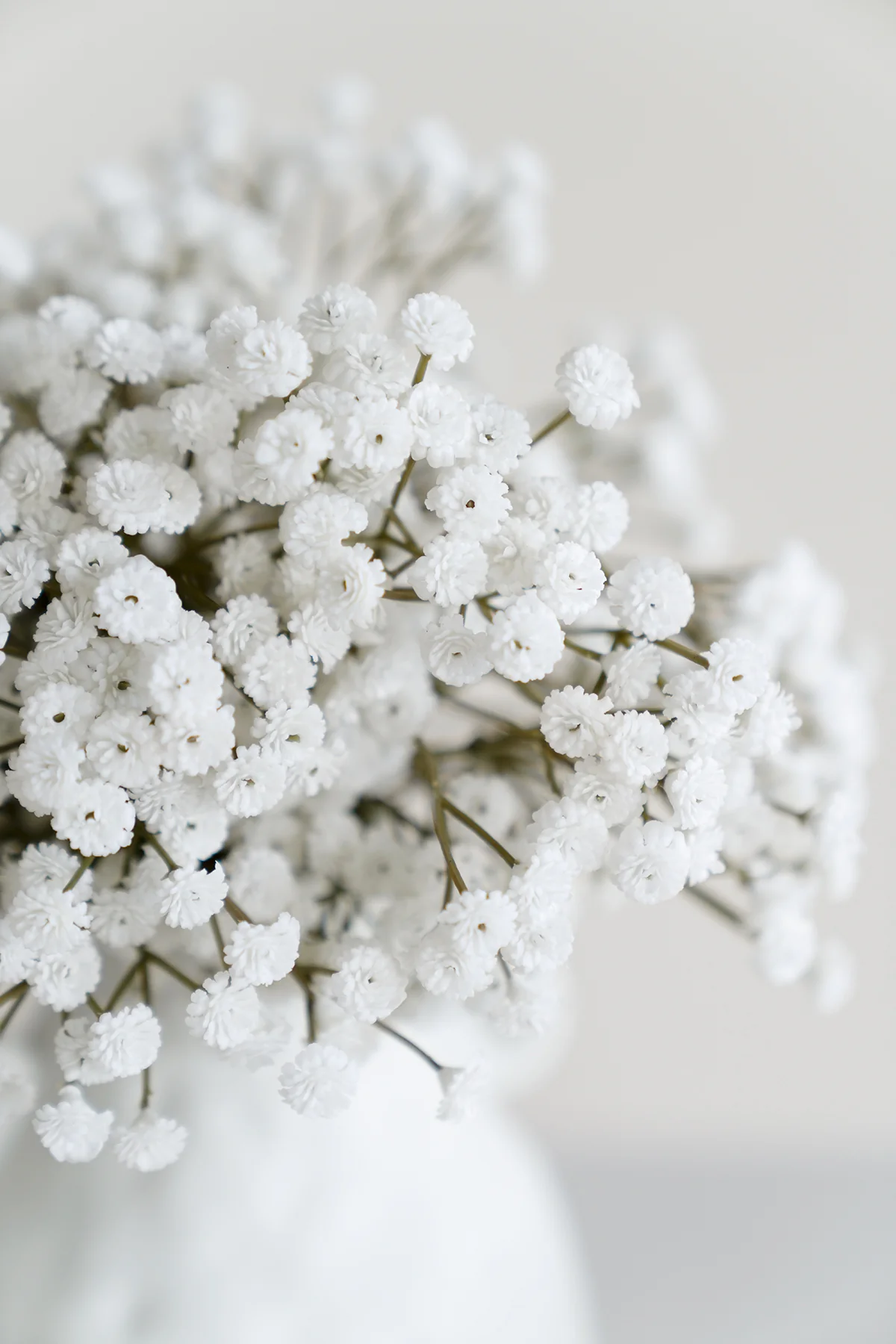 Baby's Breath - Image 3