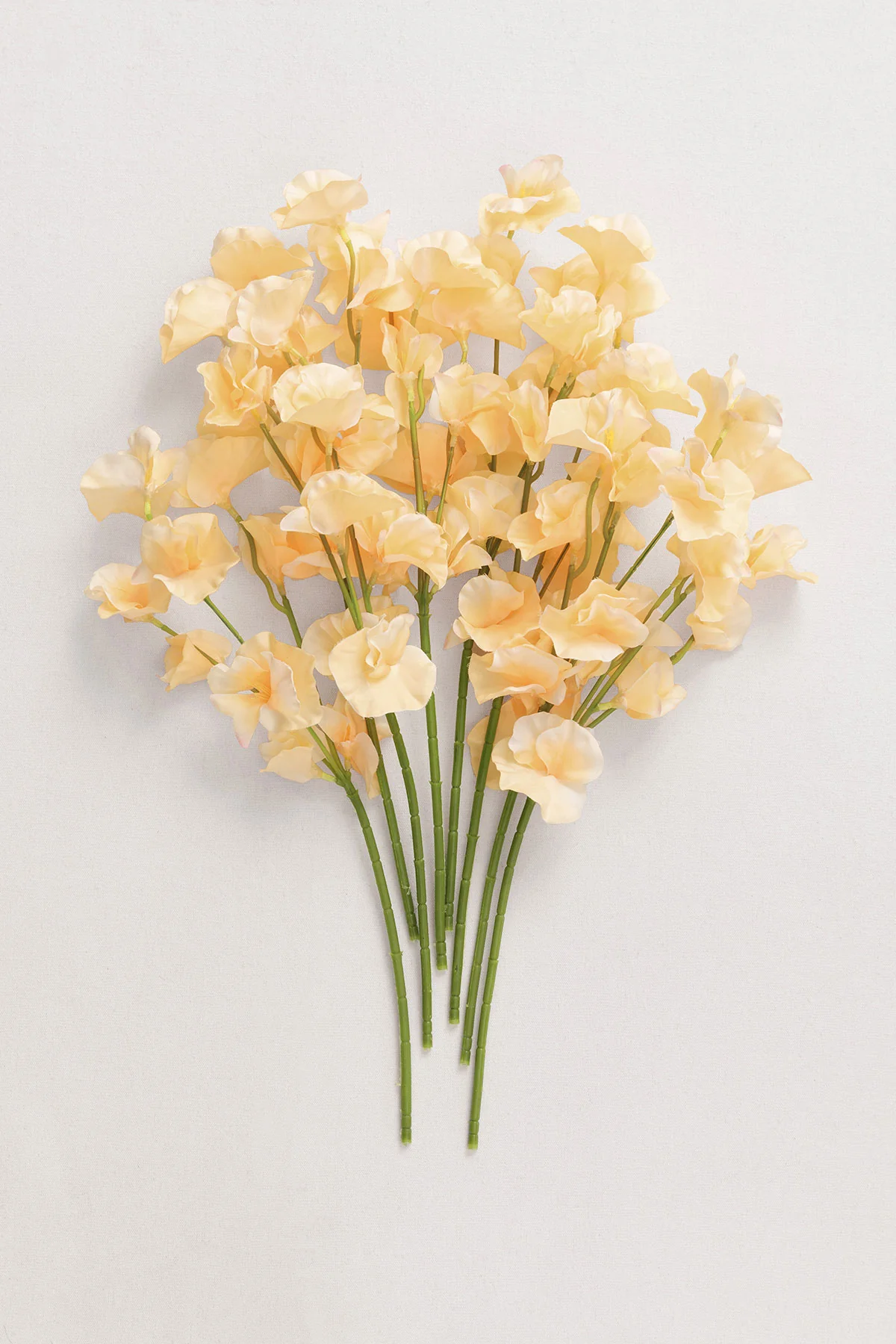 Butter Yellow Sweet Pea with Stem