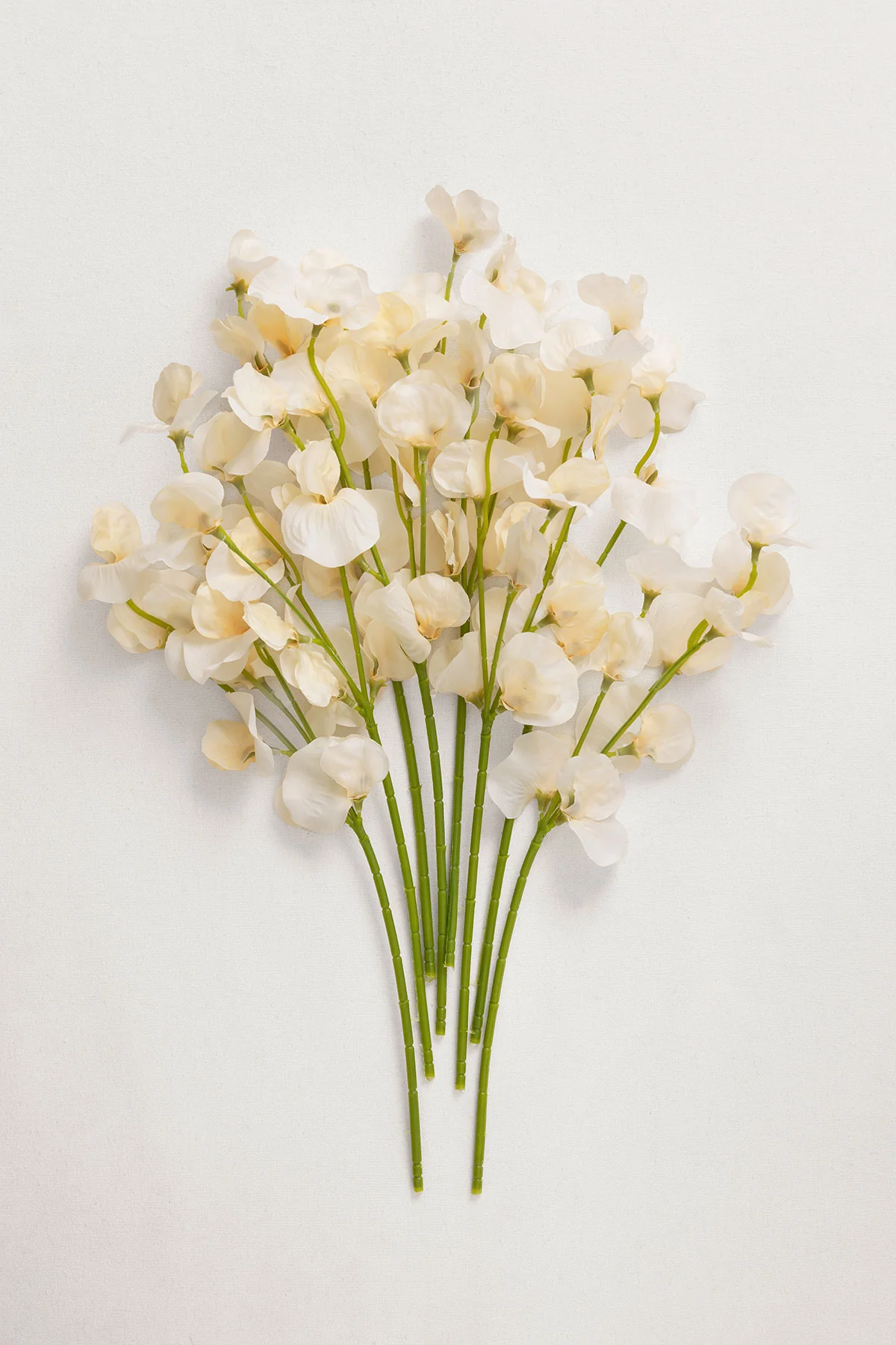Cream Sweet Pea with Stem