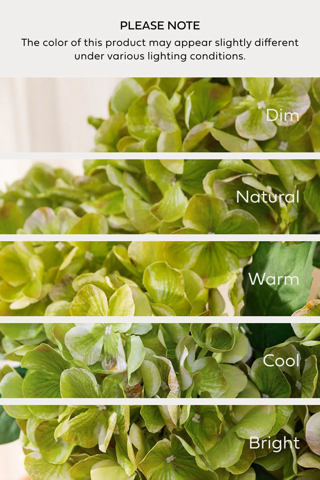 Hydrangeas with Stem - Kiwi Colada - Image 3