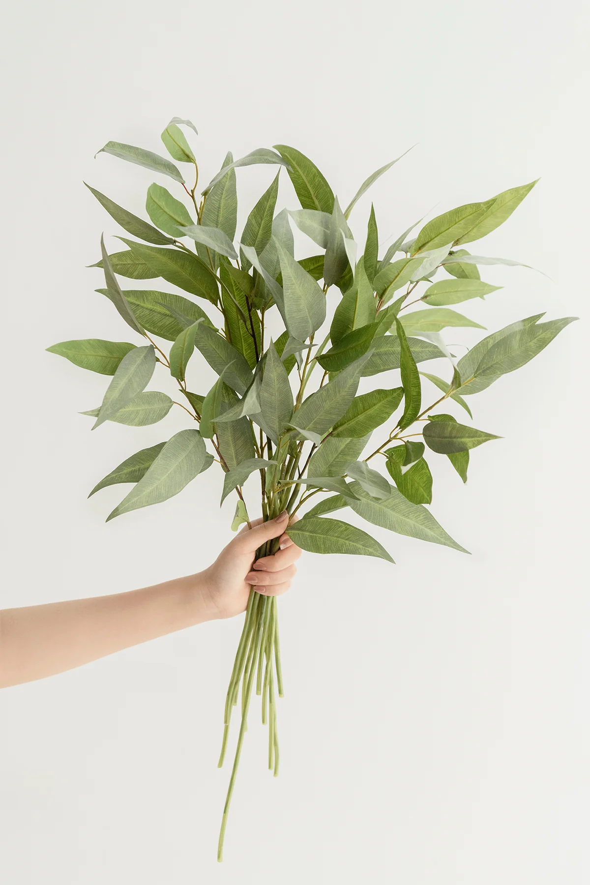 Long Leaf Eucalyptus Branches