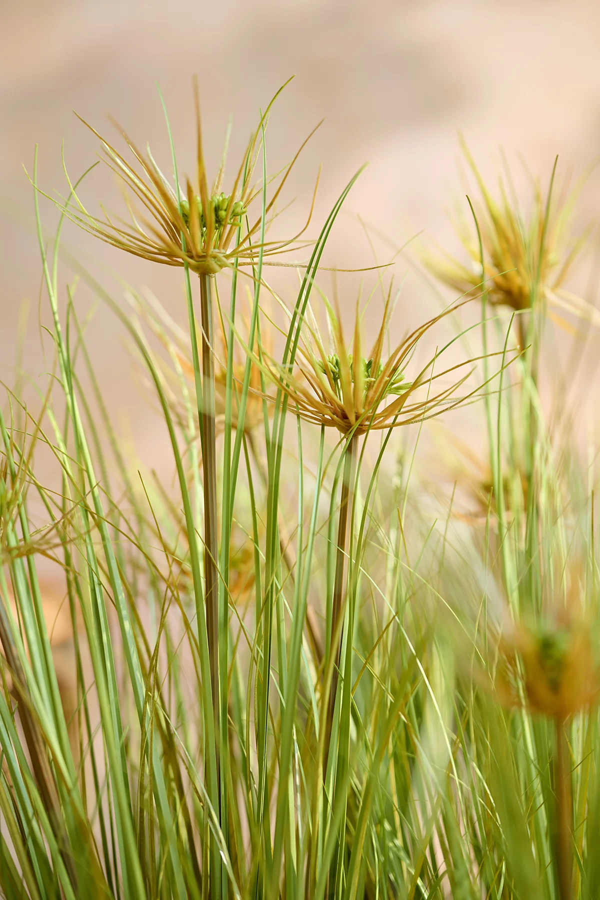 Lush Maiden Grass Meadow in Green | Clearance - Image 4